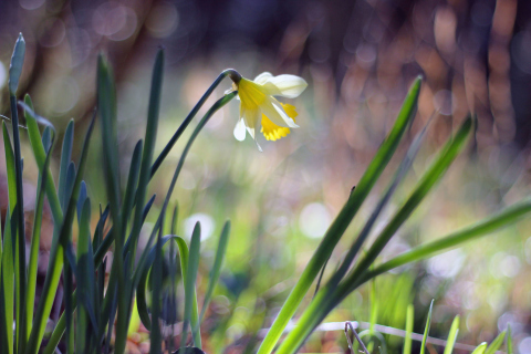 Fondo de pantalla Narcissus Flower 480x320