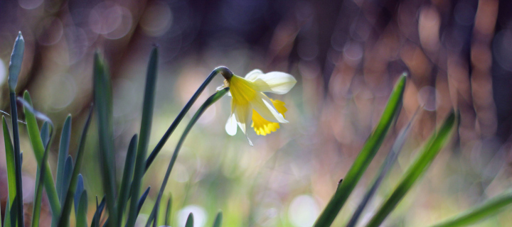 Das Narcissus Flower Wallpaper 720x320