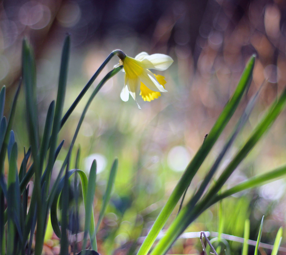 Das Narcissus Flower Wallpaper 960x854