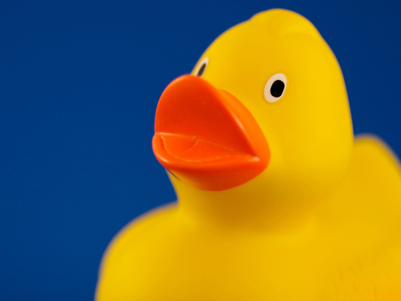 Обои Yellow Duck 1280x960