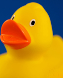 Sfondi Yellow Duck 128x160