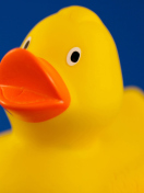 Sfondi Yellow Duck 132x176