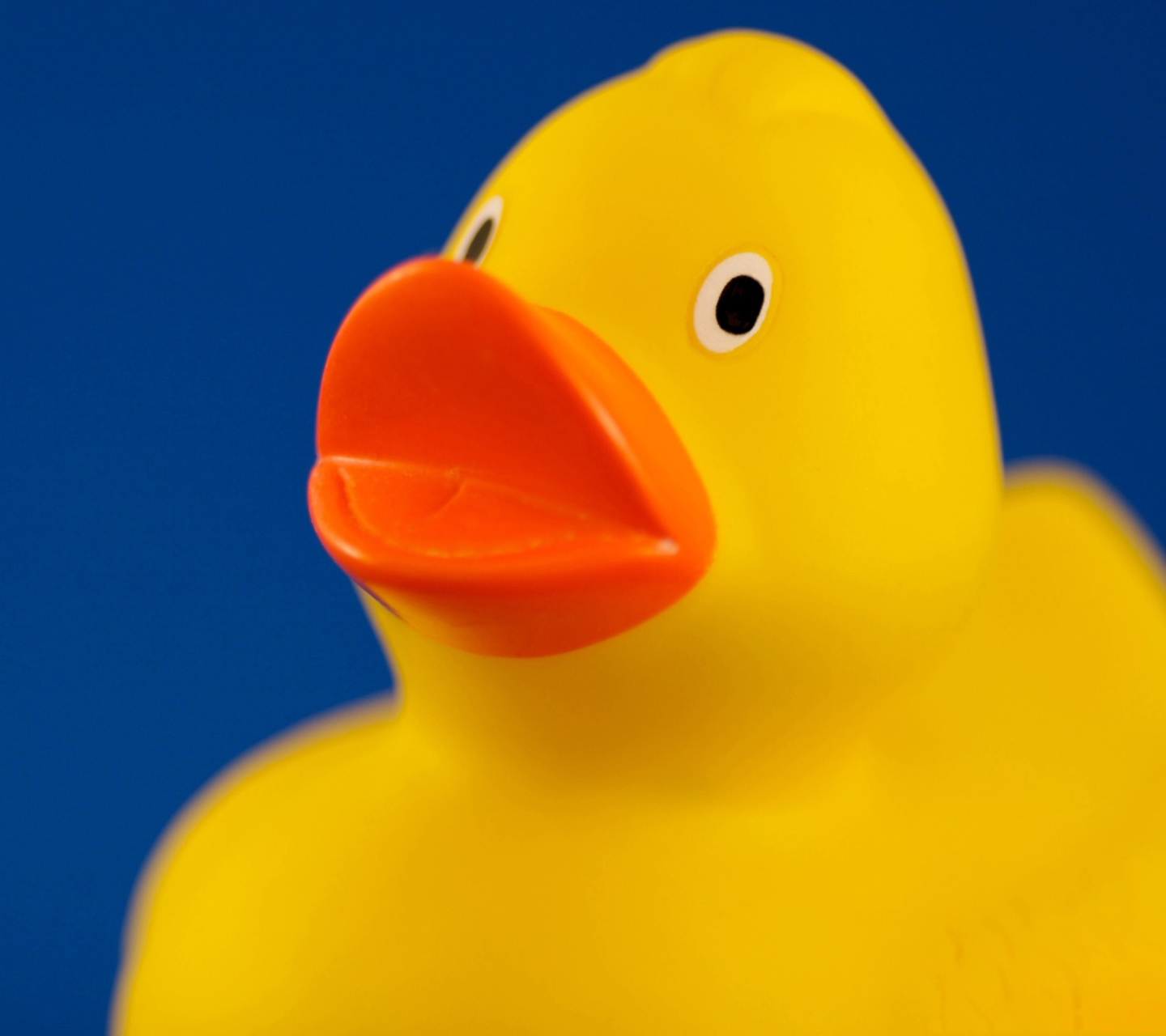 Yellow Duck wallpaper 1440x1280