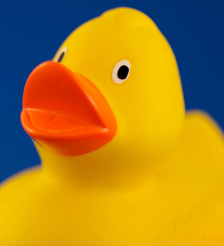 Yellow Duck sfondi gratuiti per HP TouchPad