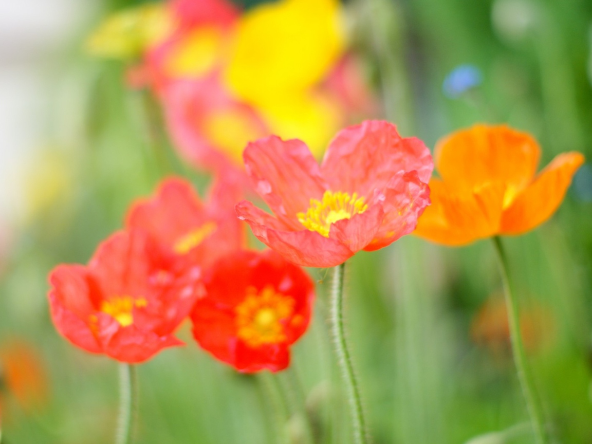 Das Poppy Field Wallpaper 1152x864