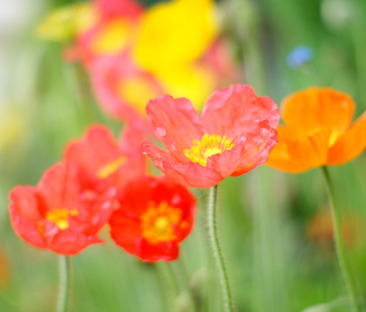 Poppy Field wallpaper 1200x1024