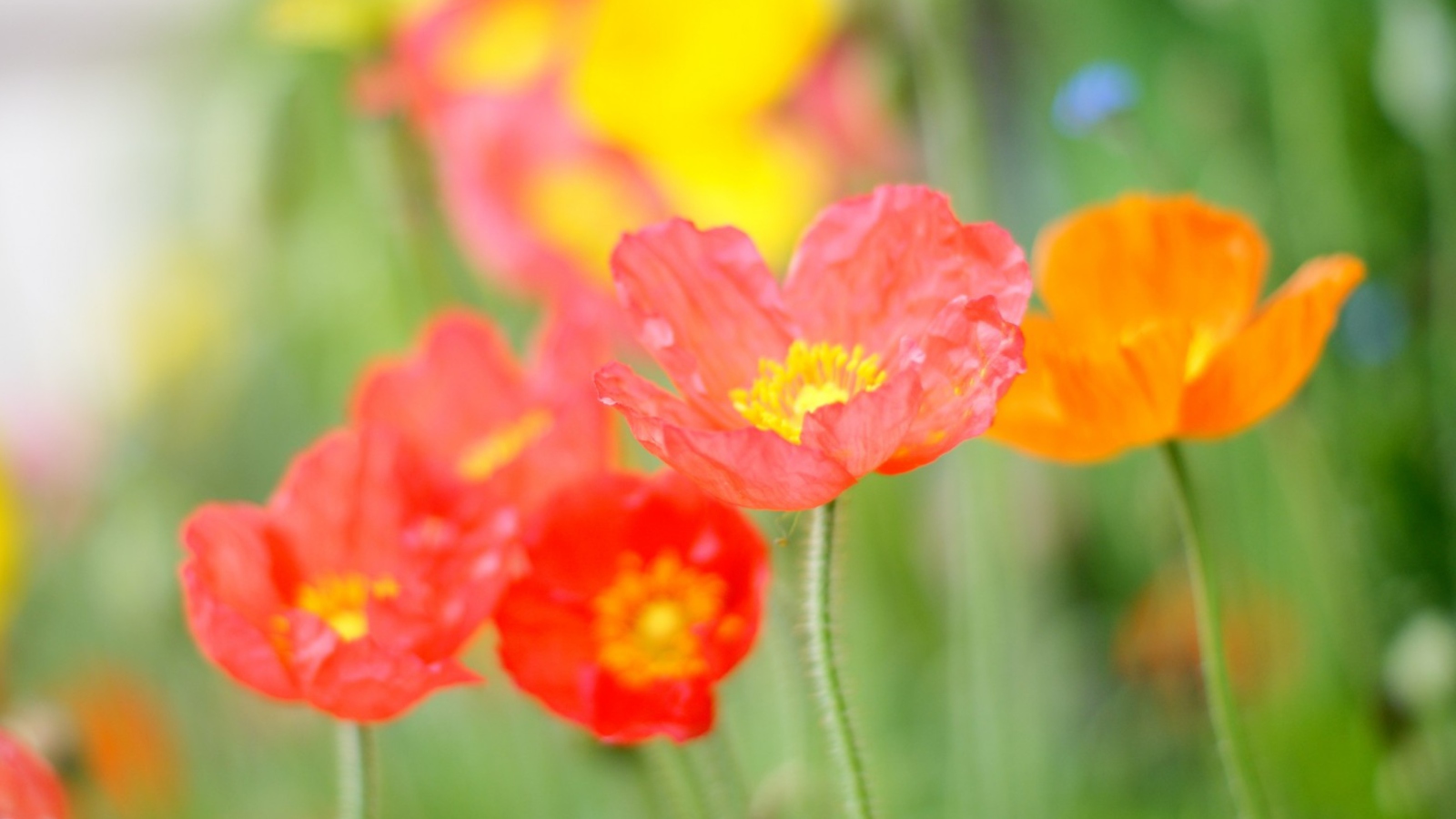 Poppy Field screenshot #1 1600x900