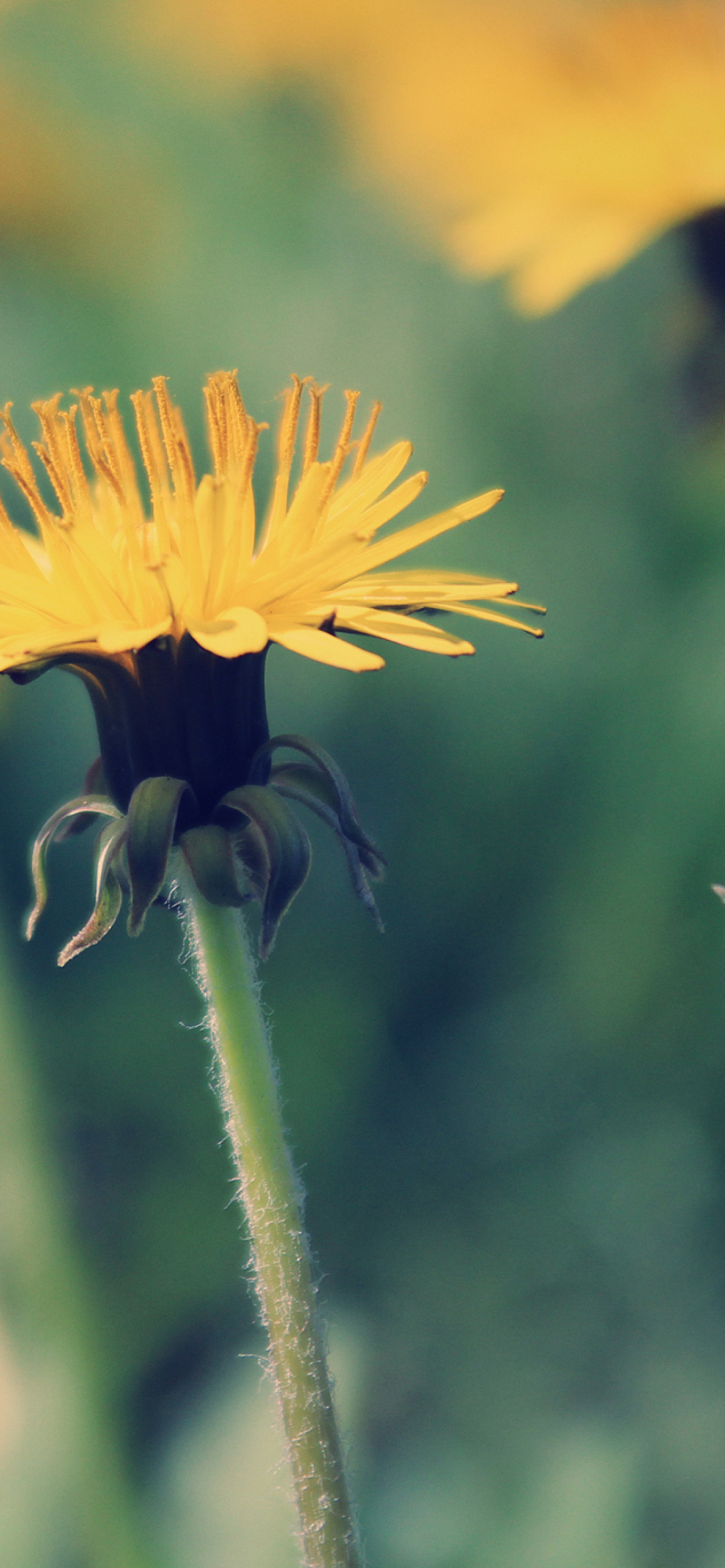 Yellow Summer Field screenshot #1 1170x2532