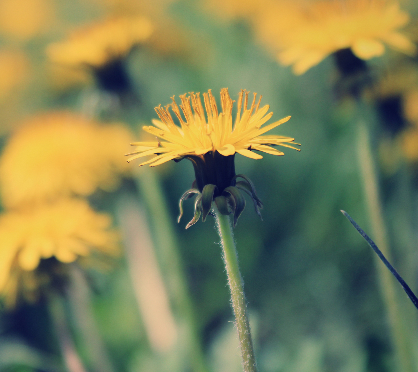 Das Yellow Summer Field Wallpaper 1440x1280