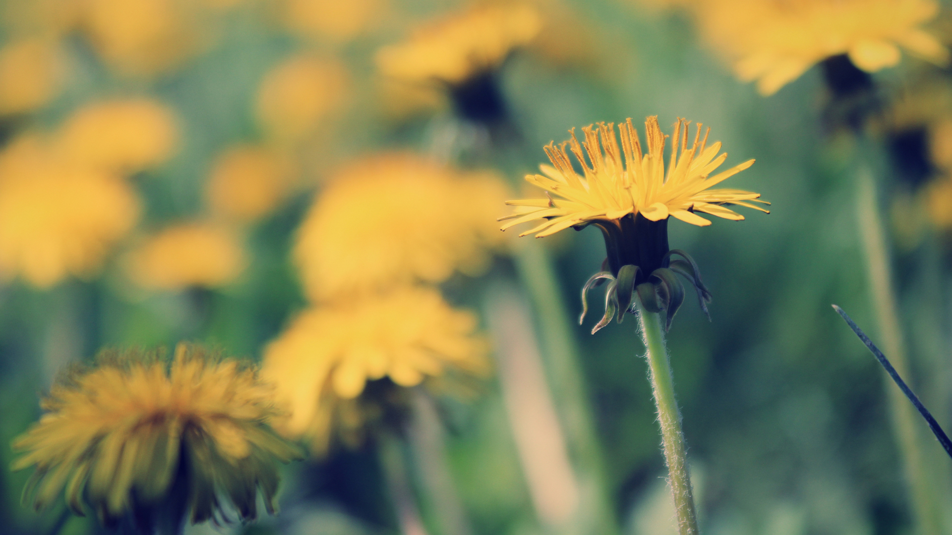 Yellow Summer Field wallpaper 1920x1080