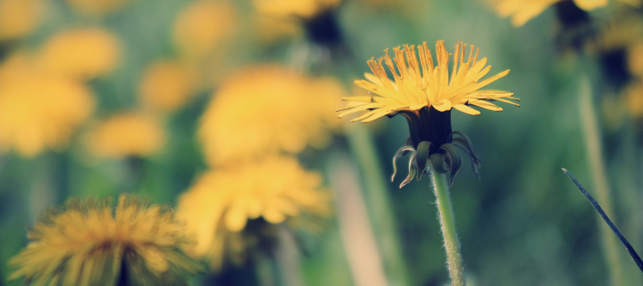 Sfondi Yellow Summer Field 720x320