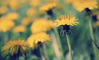 Yellow Summer Field Wallpaper for Android, iPhone and iPad