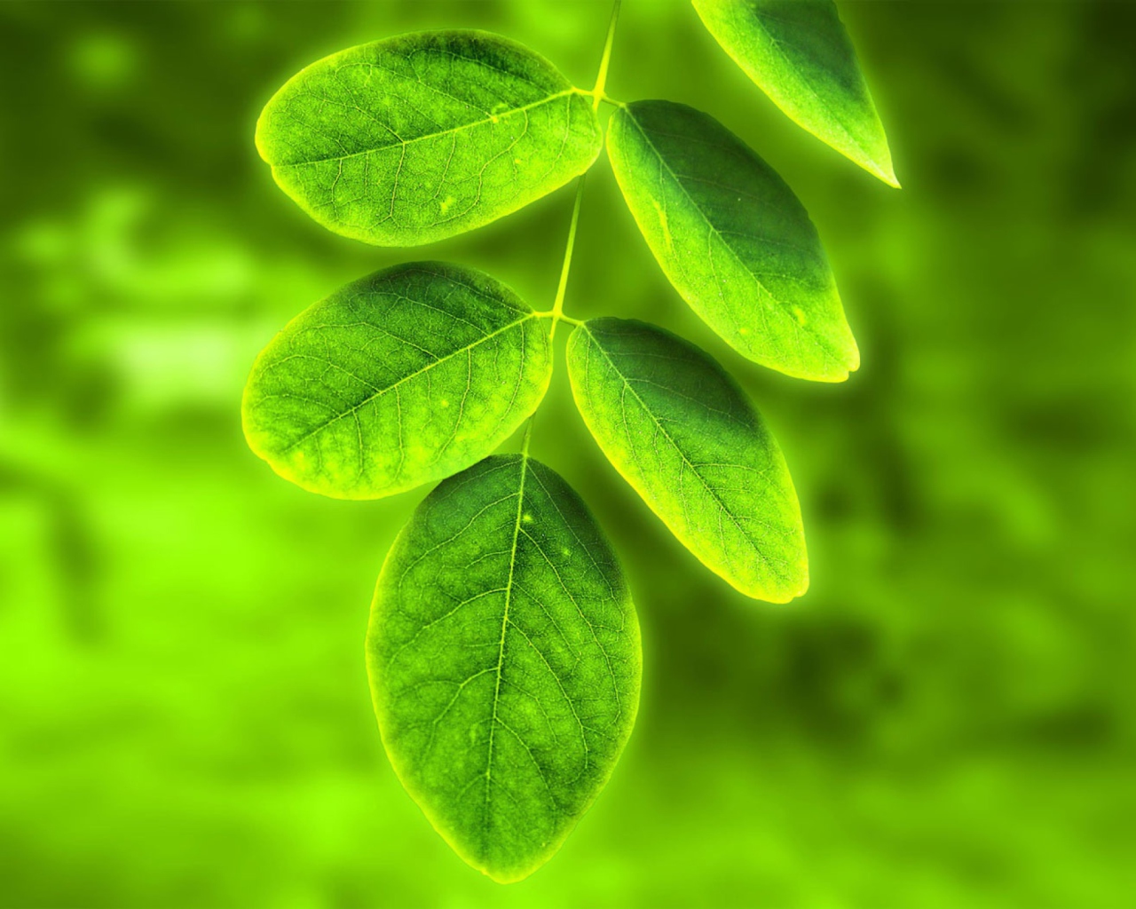 Acacia Leaf wallpaper 1280x1024