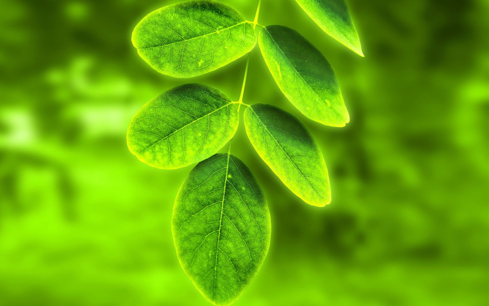 Acacia Leaf wallpaper 1680x1050