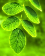 Acacia Leaf wallpaper 176x220