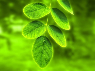 Acacia Leaf screenshot #1 320x240