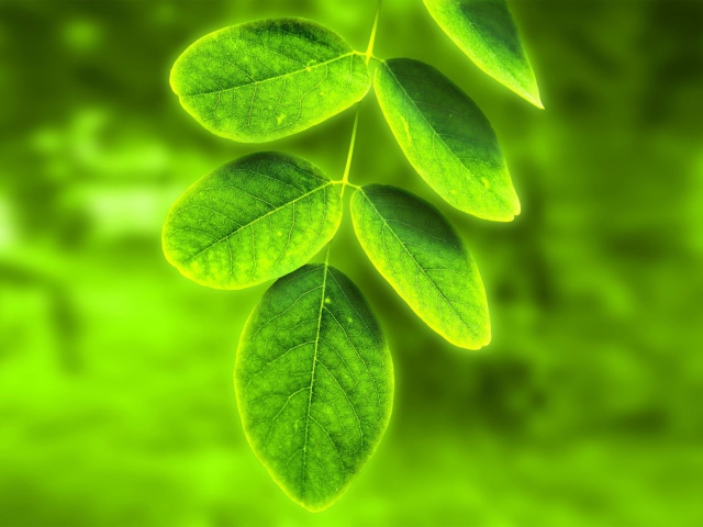 Acacia Leaf screenshot #1 640x480