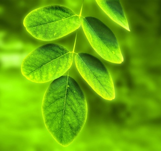 Acacia Leaf - Obrázkek zdarma pro iPad mini