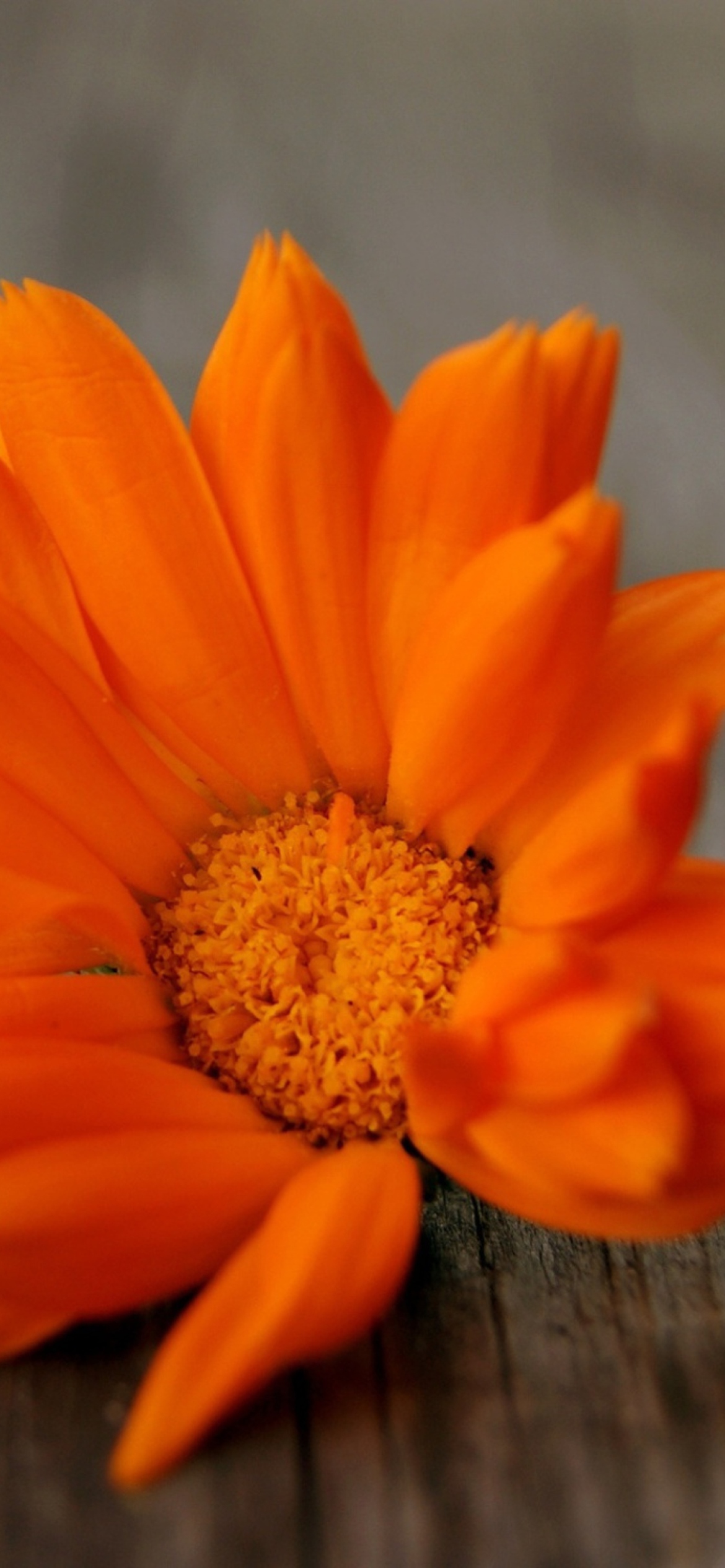 Das Bright Orange Flower Wallpaper 1170x2532