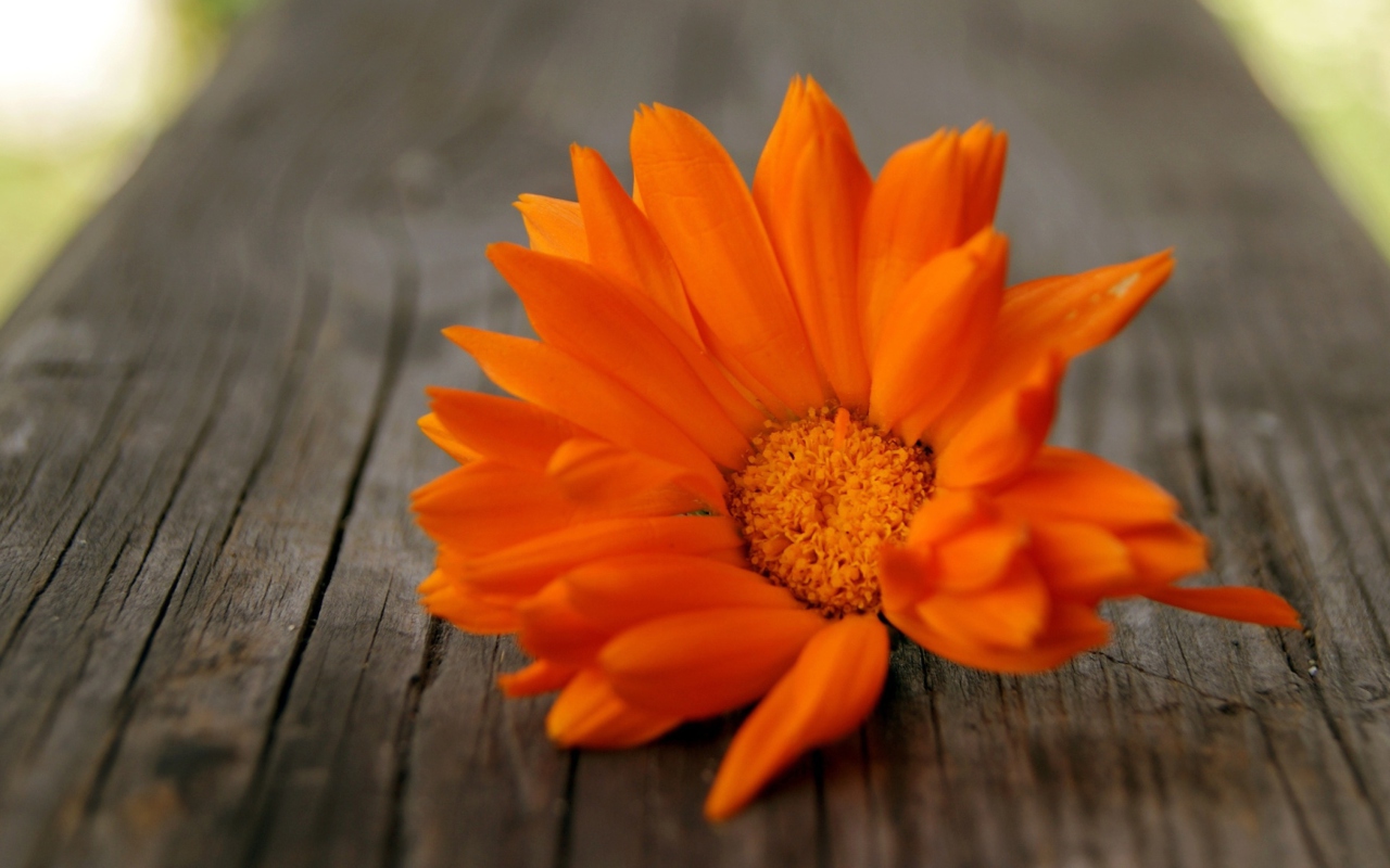 Обои Bright Orange Flower 1280x800