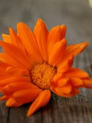 Sfondi Bright Orange Flower 132x176