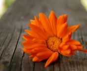 Screenshot №1 pro téma Bright Orange Flower 176x144