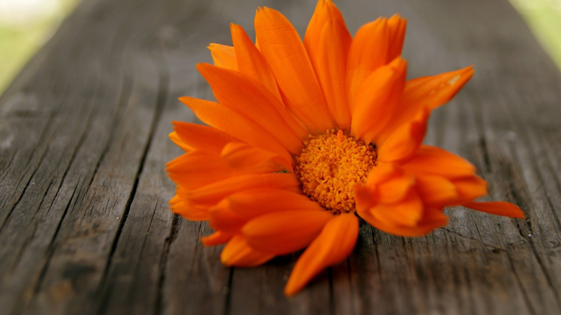 Fondo de pantalla Bright Orange Flower 1920x1080