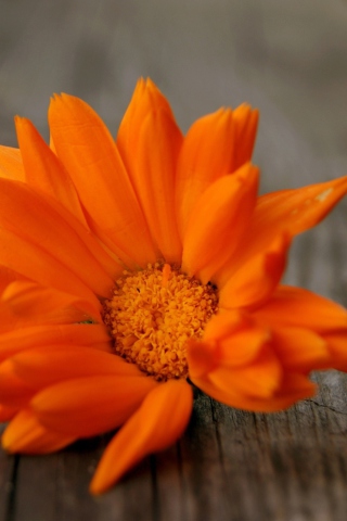 Screenshot №1 pro téma Bright Orange Flower 320x480