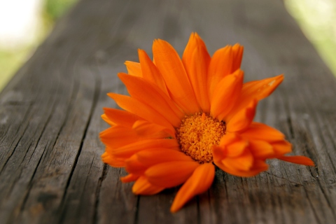Bright Orange Flower screenshot #1 480x320
