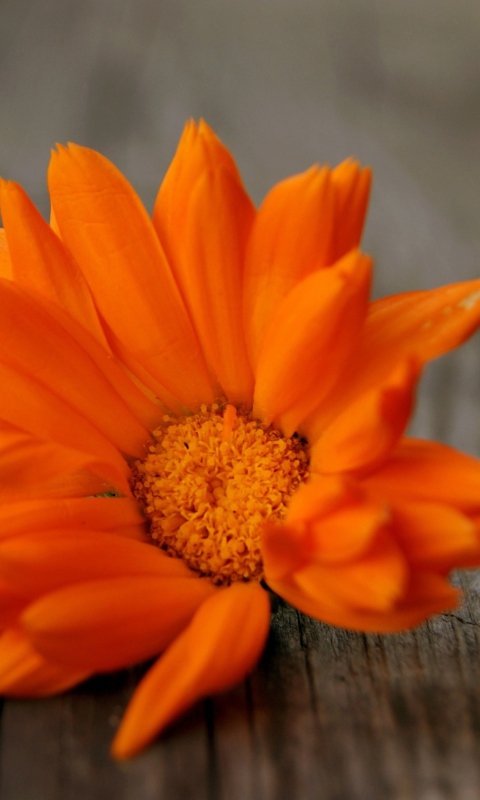 Обои Bright Orange Flower 480x800