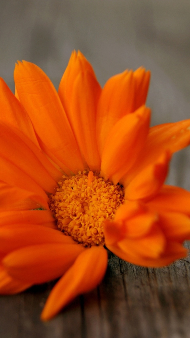 Bright Orange Flower wallpaper 640x1136
