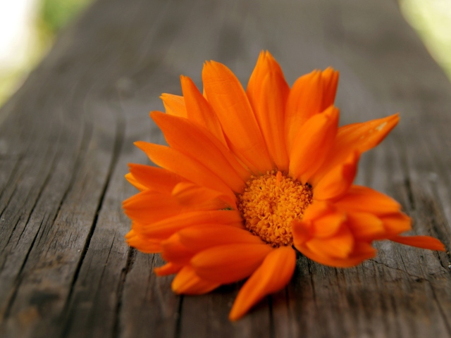 Обои Bright Orange Flower 640x480