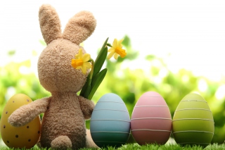 Easter Rabbit - Obrázkek zdarma 