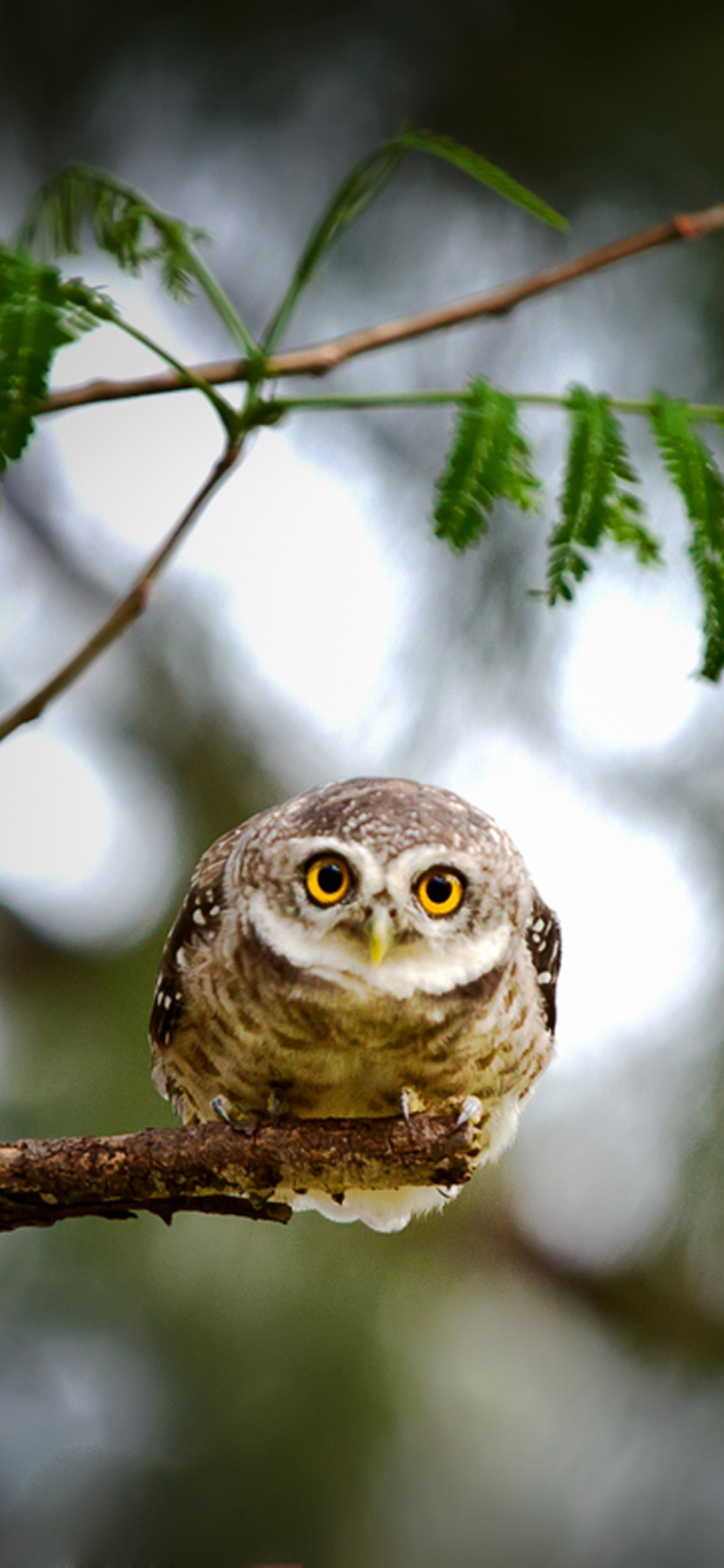 Cute And Funny Little Owl With Big Eyes wallpaper 1170x2532