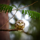 Обои Cute And Funny Little Owl With Big Eyes 128x128