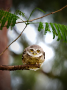 Cute And Funny Little Owl With Big Eyes screenshot #1 132x176