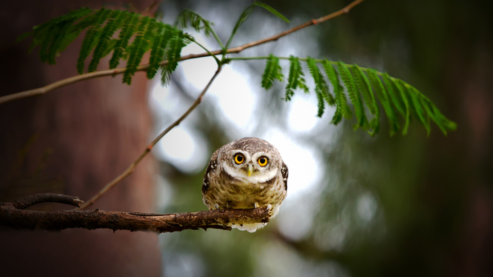 Fondo de pantalla Cute And Funny Little Owl With Big Eyes 1600x900