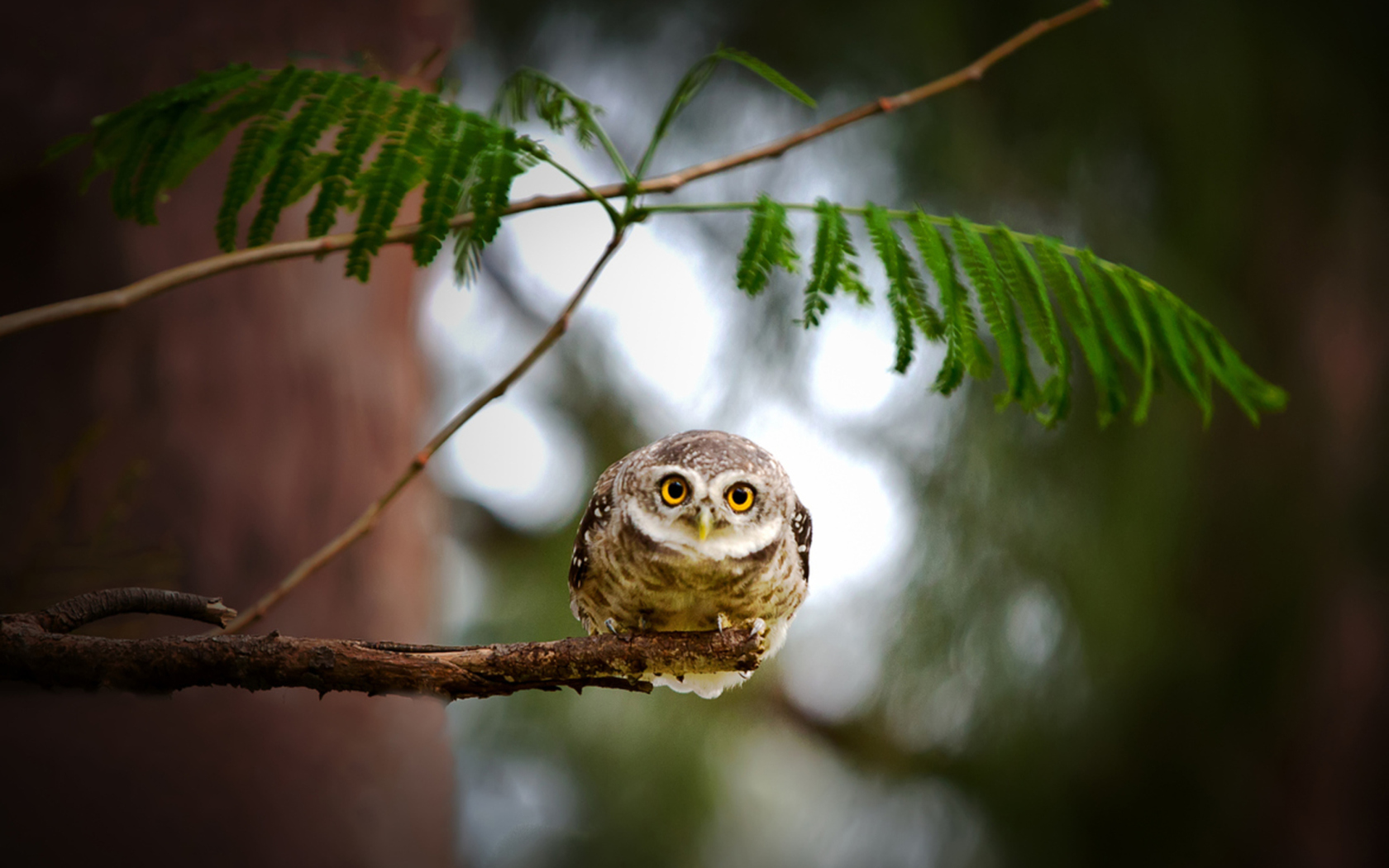 Sfondi Cute And Funny Little Owl With Big Eyes 1680x1050