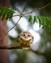 Cute And Funny Little Owl With Big Eyes wallpaper 176x220