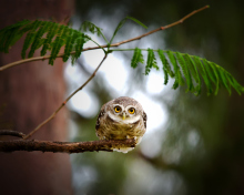 Cute And Funny Little Owl With Big Eyes wallpaper 220x176
