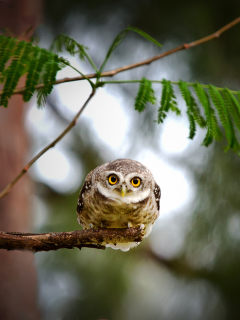Das Cute And Funny Little Owl With Big Eyes Wallpaper 240x320