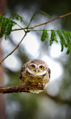 Обои Cute And Funny Little Owl With Big Eyes 240x400