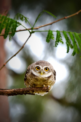 Sfondi Cute And Funny Little Owl With Big Eyes 320x480