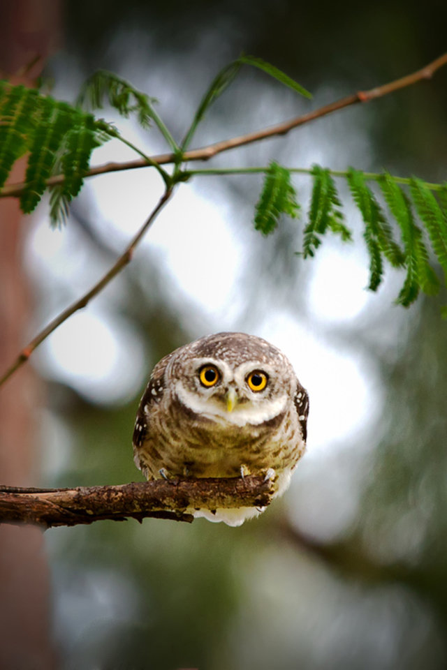 Sfondi Cute And Funny Little Owl With Big Eyes 640x960