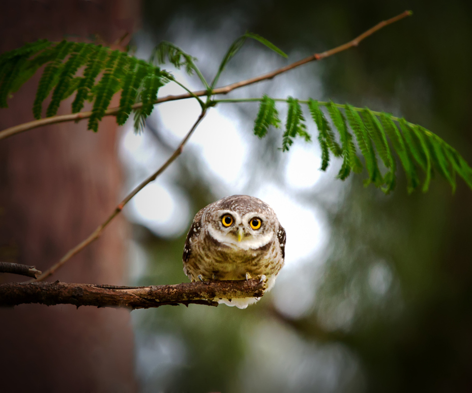 Sfondi Cute And Funny Little Owl With Big Eyes 960x800