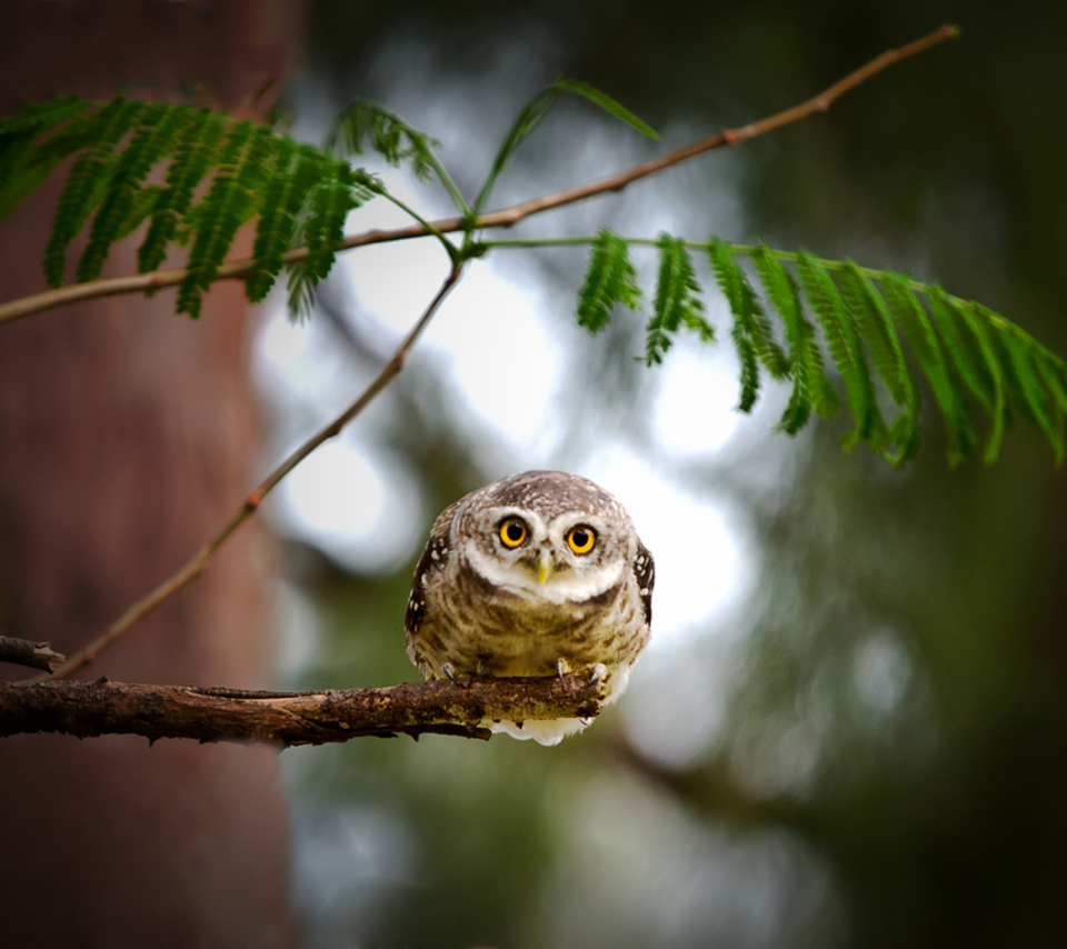 Cute And Funny Little Owl With Big Eyes wallpaper 960x854
