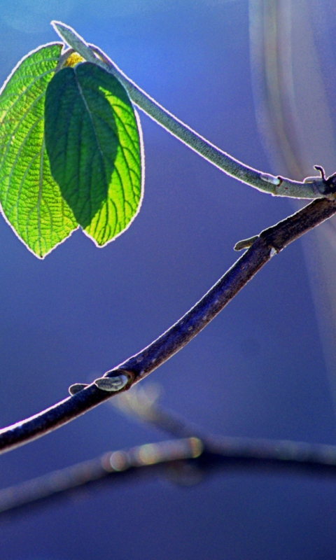 Two Leaves wallpaper 480x800