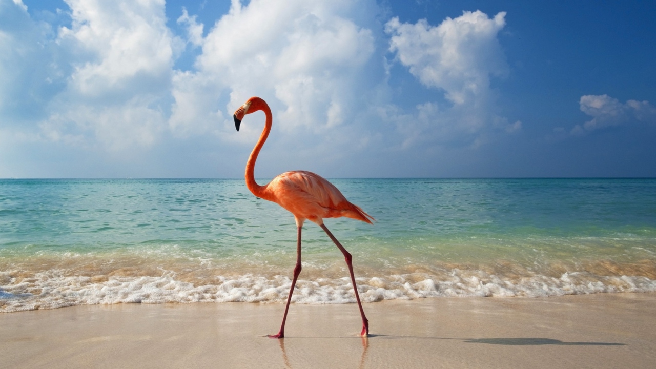 Fondo de pantalla Pink Flamingo 1280x720