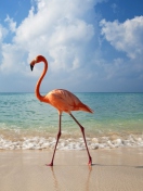 Fondo de pantalla Pink Flamingo 132x176