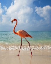 Pink Flamingo wallpaper 176x220